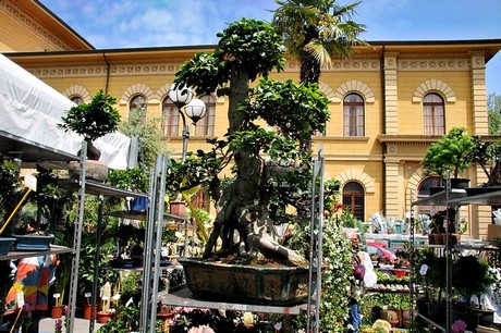 blumenmarkt