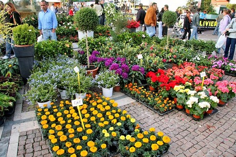 blumenmarkt